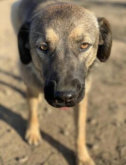 Empathische Menschen für Lola gesucht - Celle
