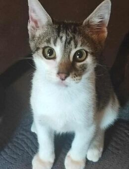 Putziger Charlie sucht Kuschelbettchen - Margetshöchheim
