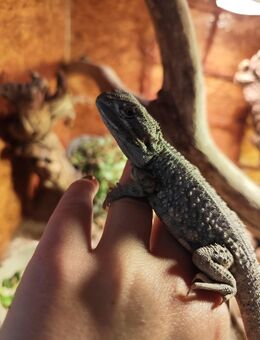 Zwergbartagamen, Pogona Henrylawsoni - Hünfeld (Konrad-Zuse-Stadt)