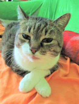 Hilfe für Katze gesucht - Bottrop