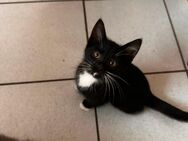 Baby Katzen - Celle