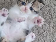 Britisch kurzhaar kitten mix - Wathlingen