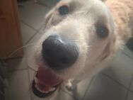 Aufgeweckter Labradoodle sucht neues Zuhause - Bochum