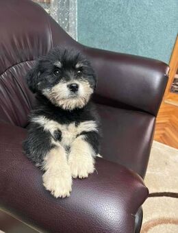 Mimi soll nicht in Rumänien aufwachsen - Blankenheim (Nordrhein-Westfalen)