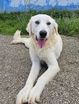 Yellow im italienischen Canile - Bad Vilbel