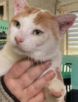 Ein Herz für Notfellchen KIKO - Sehnde