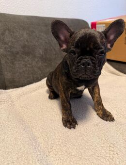 Welpen Französische-Bulldogge - Mönchengladbach