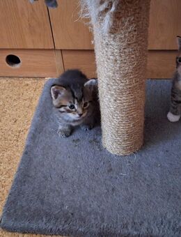 4 Hauskatzen suchen ein neues Zuhause - Arnsdorf