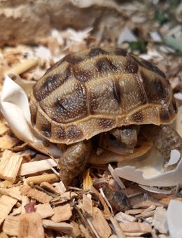 Russische Landschildkröten - Bodenwerder (Münchhausenstadt)