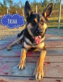 Pasha ein guter Freund fürs Leben - Flörsheim-Dalsheim