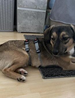 Robi Mix Rüde ca. 1 Jahr alt in 72667 - Reutlingen