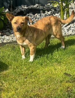 Freya ❤️ sucht ihre Familie - Kalkar