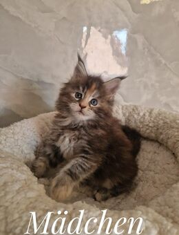 Maine Coon Kitten. - Liebenau (Niedersachsen)