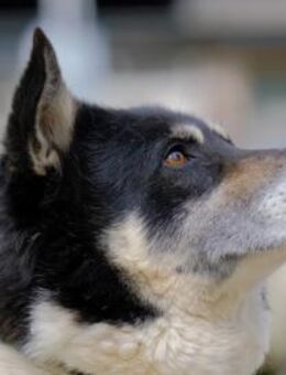 Bobby❤️wartet schon so lange☘️ - Rott (Inn)