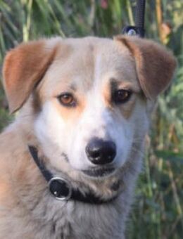 Bonbonetti - freundlich, schüchtern - Lohmar