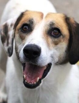 Jelka ist einfach nur süß und so lieb! - Karben