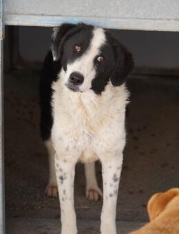 Lilo nun auf Pflegestelle in Bayern - Bad Vilbel