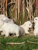 schneeweiße Labrador Welpen mit Ahnentafel in 18337