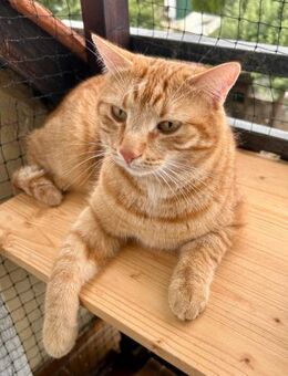 Findus Roter Traumkater & Hundefreund - Benediktbeuern