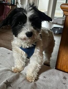 Tina, Hündin, ca. 1 Jahr - Wegberg