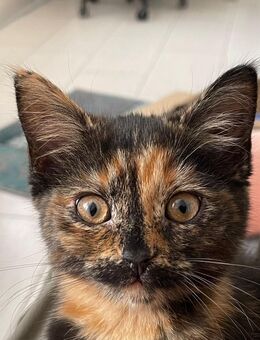 Kleine Katze Matilda sucht ein neues zu Hause - Bedburg