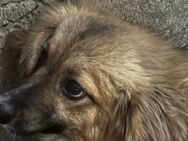 Traudl, die Schüchterne 🐾 - Elsdorf (Nordrhein-Westfalen)