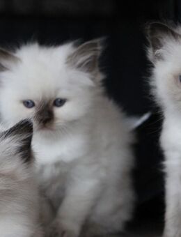 Wurfankündigung Heilige Birma Kitten - Auerbach (Vogtland) Zentrum