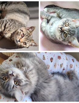 BKH/Blh 3 Wunderschöne Kitten Abgabebereit - Wuppertal