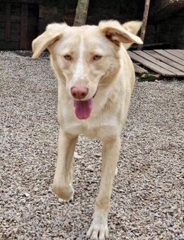 ‼️ CREAM in 41236 Mönchengladbach🆘🆘 - München