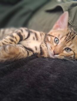 Fanta,Felix,Foreo und Findus mini Leoparden mit Stammbaum - Ankum