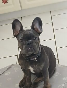 Französische Bulldogge 7 Monate - Elmshorn