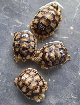 Nachzucht 2025 Breitrandschildkröte (Testudo Marginata) mit EU-Bescheinigung - Spiegelau