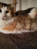 Norwegisches Waldkatze Karita vom Schiltwald Norsk Skogkatt Büsi Cat Norwerger Kitten NFO in 6034