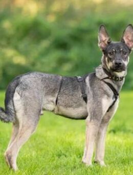 Rocky❤️sucht liebevolles Zuhause - Rott (Inn)