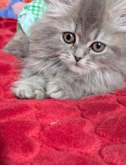 Britische langeharre kitten - Dortmund
