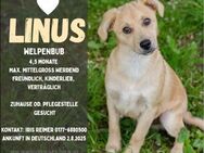 Linus - klein, süß, lieb sucht Dich! - Duisburg