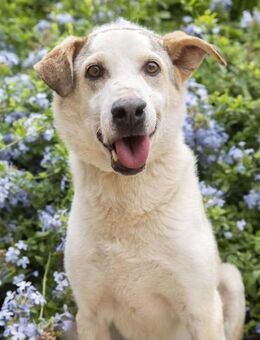 Unkomplizierter Ramon träumt von Familie - Leonberg (Baden-Württemberg)