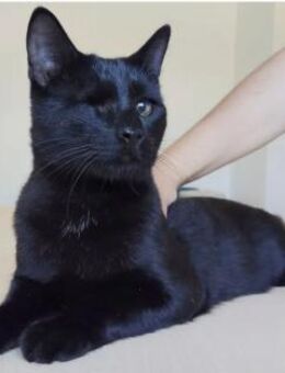 Sheldon (mit Amy) - lieb und verspielt - Wilhelmsfeld