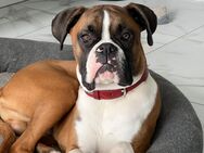 Boxer 2 Jahre - Börde-Hakel