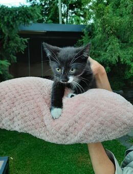 Süße Kitten zum Verkauf - Auerbach (Vogtland)