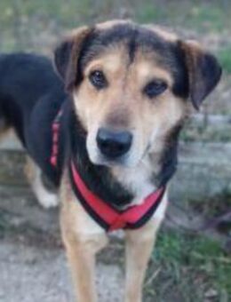 Zuhause gesucht für Poldi - München