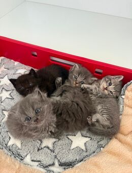 Kitten abzugeben - Sarstedt Zentrum