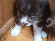 Australian Shepherd Welpen o. Papiere - Langenaltheim