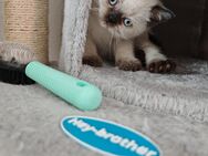 British Kurzhaar Kitten - Braunschweig