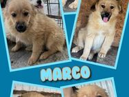 Süßer Marco wartet aufs Glück! - Nürnberg