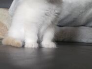 Heilige Birma Kitten - Waltrop