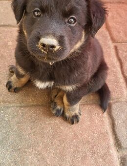 Labrador Bordercollie Welpen - Drage (Niedersachsen)