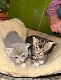 3 süße Katzenbabys KittenEKH - BKH Mix - Mutterstadt