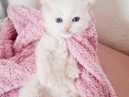 Bezaubernde Ragdoll Kitten - Gelsenkirchen