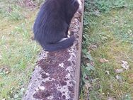 Katzenbabys, Kitten, 3 abzugeben ab sofort - Homburg